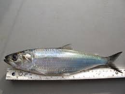 Image result for Alosa chrysochloris