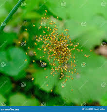 Attēlu rezultāti vaicājumam “Araneus diadematus juvenile”