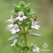 Attēlu rezultāti vaicājumam “Thymus serpyllum flower”