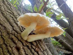 Attēlu rezultāti vaicājumam “Hypsizygus ulmarius”