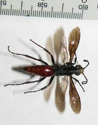 Attēlu rezultāti vaicājumam “Pompilidae”