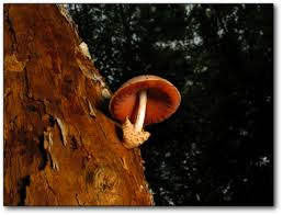 Attēlu rezultāti vaicājumam “Volvariella bombycina”