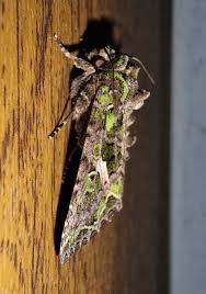 Attēlu rezultāti vaicājumam “Trachea atriplicis”