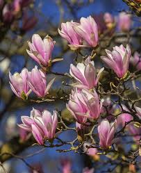 Attēlu rezultāti vaicājumam “Magnolia cylindrica”