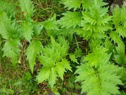 Attēlu rezultāti vaicājumam “Valeriana officinalis”