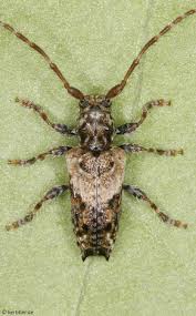 Attēlu rezultāti vaicājumam “Pogonocherus hispidulus”