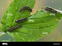 Attēlu rezultāti vaicājumam “Callimorpha dominula larva”