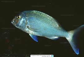 Image result for Pagrus