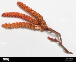 Attēlu rezultāti vaicājumam “Alnus incana female flower”