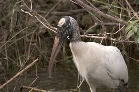 Attēlu rezultāti vaicājumam “Ciconiiformes”