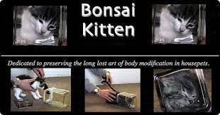 Kuvahaun tulos haulle bonsaikitten