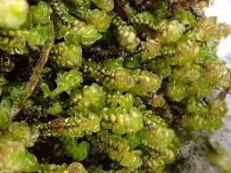 Attēlu rezultāti vaicājumam “Scapania undulata”