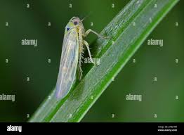 Attēlu rezultāti vaicājumam “Macrosteles nymph”