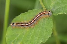 Attēlu rezultāti vaicājumam “Malacosoma neustria”