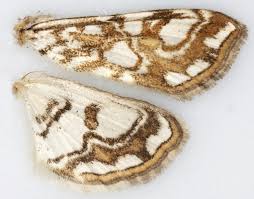 Attēlu rezultāti vaicājumam “Elophila nymphaeata”