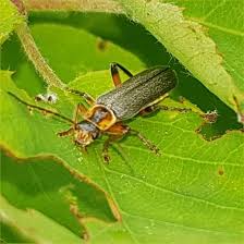Attēlu rezultāti vaicājumam “Cantharis nigricans”