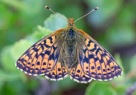 Attēlu rezultāti vaicājumam “Boloria aquilonaris underside”