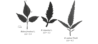 Attēlu rezultāti vaicājumam “Bidens frondosa leaf”