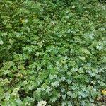 Attēlu rezultāti vaicājumam “Saxifraga cymbalaria flower”