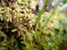 Attēlu rezultāti vaicājumam “Brachythecium salebrosum sporophyte”
