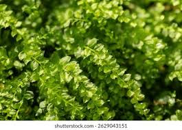 Attēlu rezultāti vaicājumam “Plagiomnium medium”