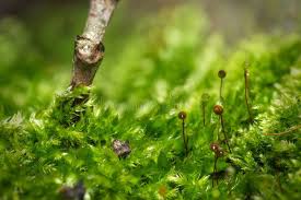 Attēlu rezultāti vaicājumam “Hypnum cupressiforme var. filiforme”