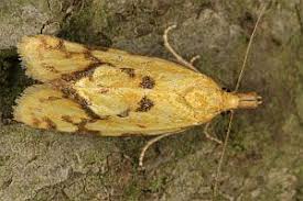 Attēlu rezultāti vaicājumam “Agapeta hamana”