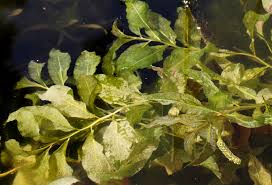 Attēlu rezultāti vaicājumam “Potamogeton lucens leaf”
