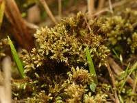 Attēlu rezultāti vaicājumam “Philonotis marchica”