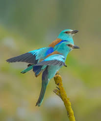 Attēlu rezultāti vaicājumam “Coracias garrulus adult”