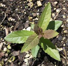 Attēlu rezultāti vaicājumam “Salix cinerea leaf”