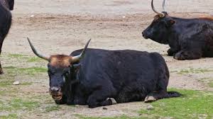 Attēlu rezultāti vaicājumam “Bos primigenius taurus”