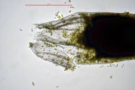 Attēlu rezultāti vaicājumam “Cephalozia catenulata”