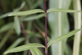 Attēlu rezultāti vaicājumam “Gentiana pneumonanthe leaf”