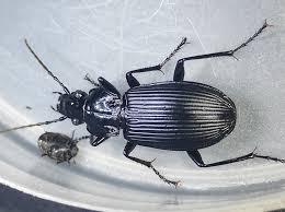 Attēlu rezultāti vaicājumam “Pterostichus niger”