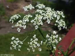 Attēlu rezultāti vaicājumam “Anthriscus sylvestris leaf”