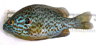 Image result for Lepomis gibbosus