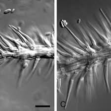 Attēlu rezultāti vaicājumam “Tilachlidium brachiatum”