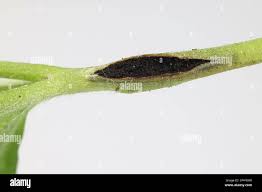 Attēlu rezultāti vaicājumam “Urocystis anemones spores”