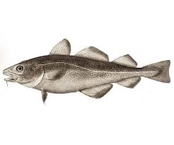 Image result for Gadus morhua