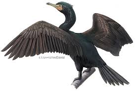 Image result for Phalacrocorax auritus