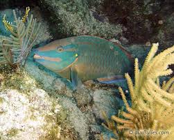 Image result for Sparisoma viride