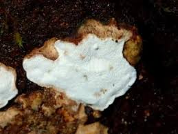 Attēlu rezultāti vaicājumam “Skeletocutis nivea”