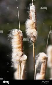 Attēlu rezultāti vaicājumam “Typha latifolia fruit”