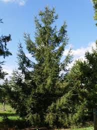 Attēlu rezultāti vaicājumam “Picea abies”
