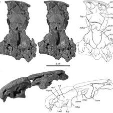Attēlu rezultāti vaicājumam “Laccognathus panderi”