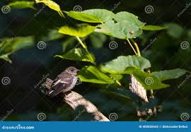 Attēlu rezultāti vaicājumam “Ficedula hypoleuca juvenile”