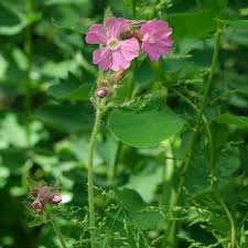 Attēlu rezultāti vaicājumam “Silene dioica leaf”