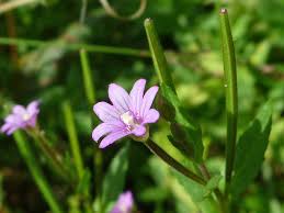 Attēlu rezultāti vaicājumam “Epilobium roseum flower”