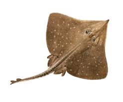 Image result for Dipturus intermedius